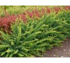 Барбарис  Тунберга Грин Орнамент (Green Ornament) С2